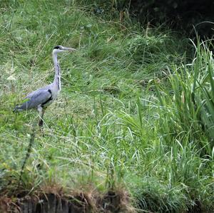 Grey Heron