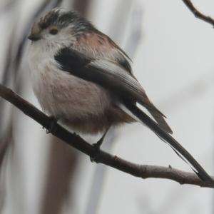 Long-tailed Tit