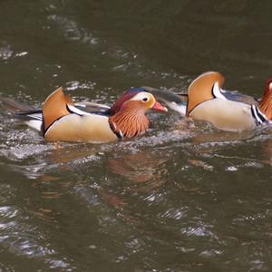 Mandarin Duck