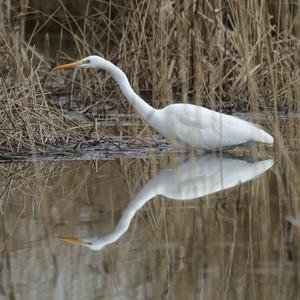 Great Egret