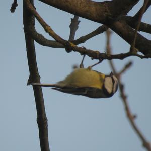 Blue Tit