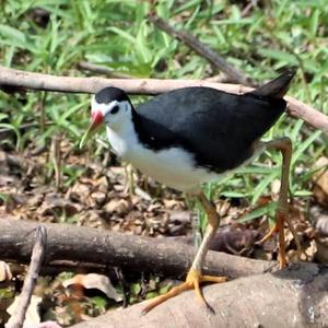 White-breasted Waterhen