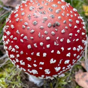 Fly Agaric