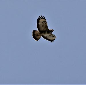 Common Buzzard