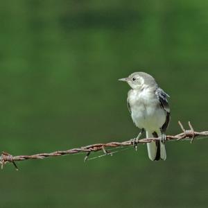 White Wagtail