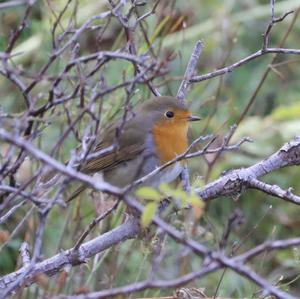 European Robin