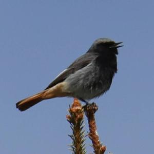 Black Redstart