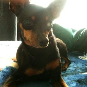 Miniature Pinscher