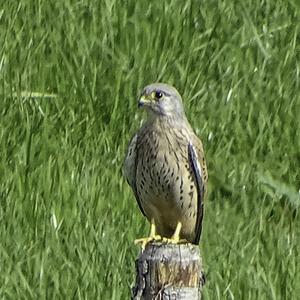 Common Kestrel