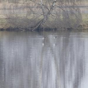 Eurasian Oystercatcher