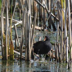 Common Moorhen