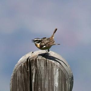 Northern Wheatear