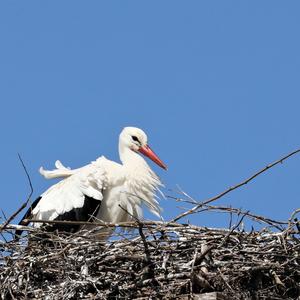 White Stork