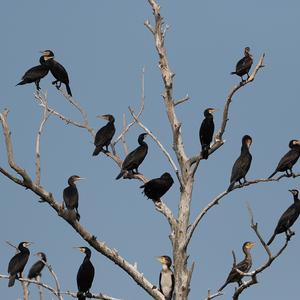 Great Cormorant