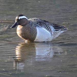 Garganey