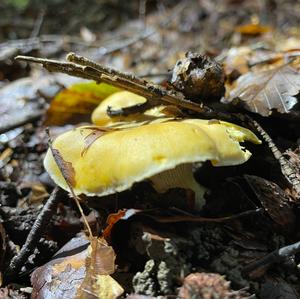 Chanterelle, Common