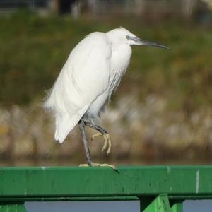 Little Egret