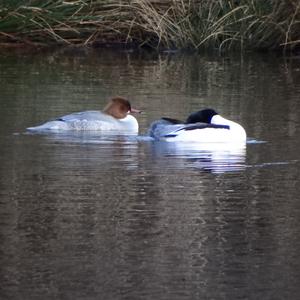 Common Merganser