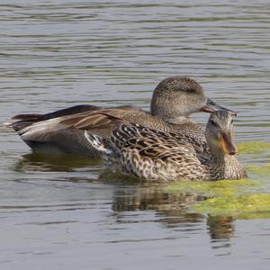 Gadwall