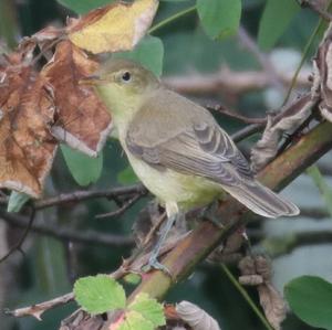 Common Chiffchaff