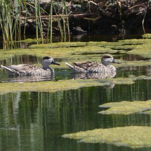 Marbled Teal