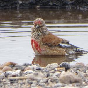 Eurasian Linnet