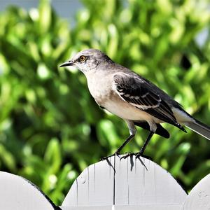 Northern Mockingbird