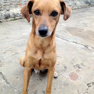 Unknown Breed