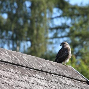 Common Buzzard