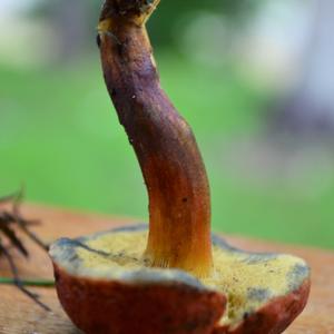 Dotted-stalk Bolete