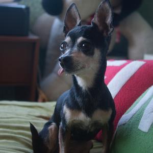 Chihuahua