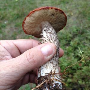 Red-cracked Bolete