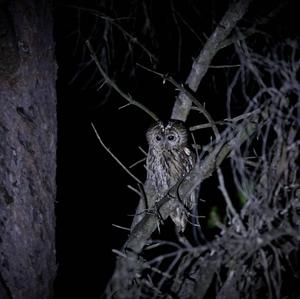 Tawny Owl