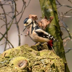 Great Spotted Woodpecker