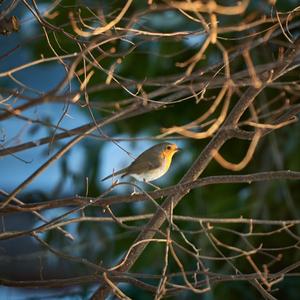 European Robin