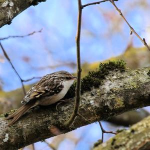 Short-toed Treecreeper