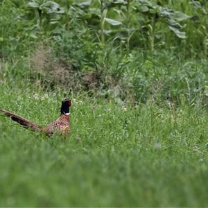 Common Pheasant