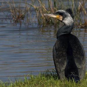 Great Cormorant