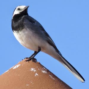 White Wagtail