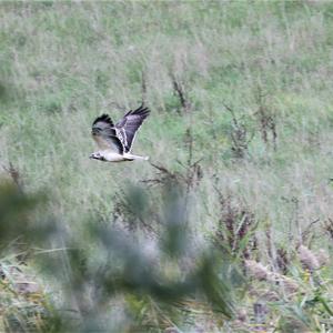 Common Buzzard