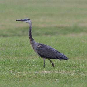 Grey Heron