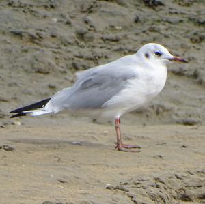 Black-headed Gull