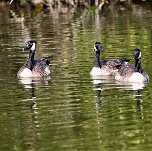 Canada Goose