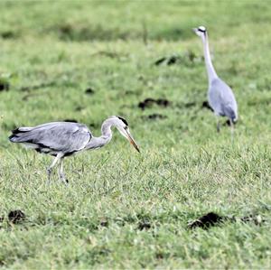 Grey Heron