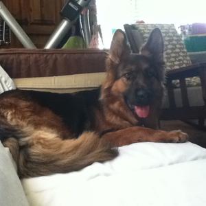 German Shepherd