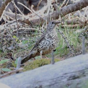 Mistle Thrush