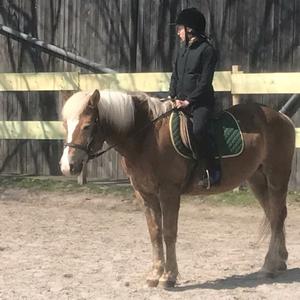 Haflinger