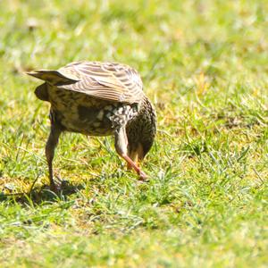 Common Starling