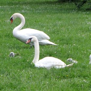 Mute Swan