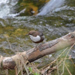 White-throated Dipper